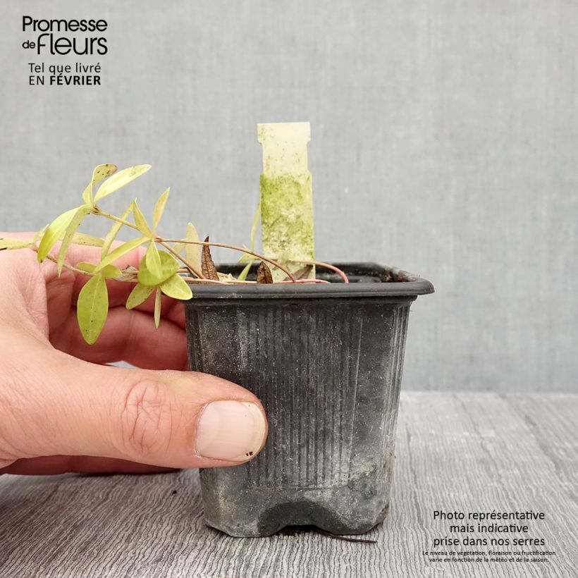 Amostra de Vinca minor Grüner Teppich - Petite pervenche Green Carpet Godet de 8/9 cm tal como entregue no inverno