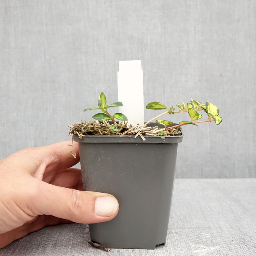 Amostra de Vinca-menor Illumination Vaso de 8/9 cm tal como entregue no outono