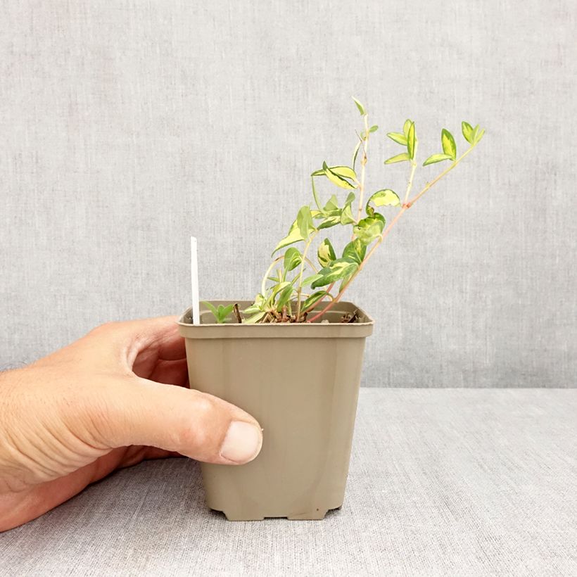 Amostra de Vinca-menor Illumination Vaso de 8/9 cm tal como entregue no verão
