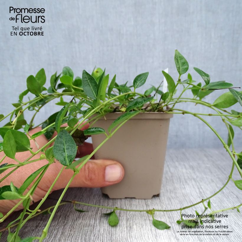 Amostra de Vinca-menor Josefine® Vaso de 8/9 cm tal como entregue no outono