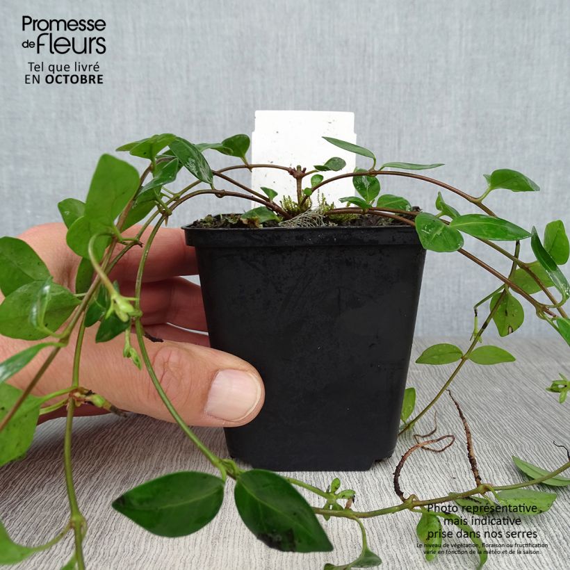 Amostra de Vinca-menor Marie Vaso de 8/9 cm tal como entregue no outono