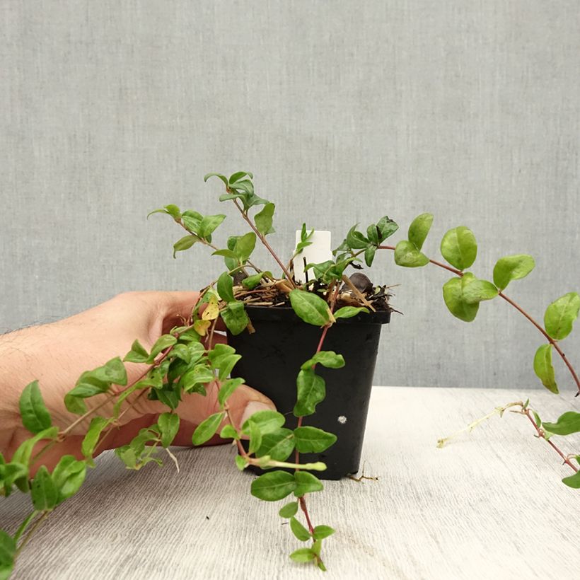 Amostra de Vinca-menor Multiplex Vaso de 8/9 cm tal como entregue no outono