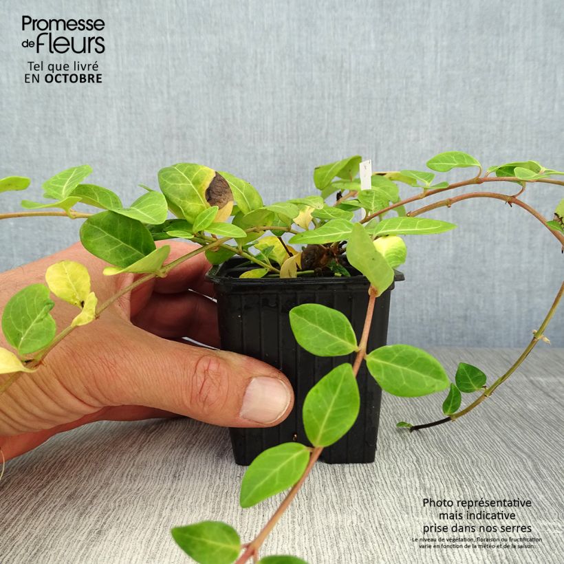 Amostra de Vinca-menor  - Vinca minor Vaso de 7/8 cm tal como entregue no outono