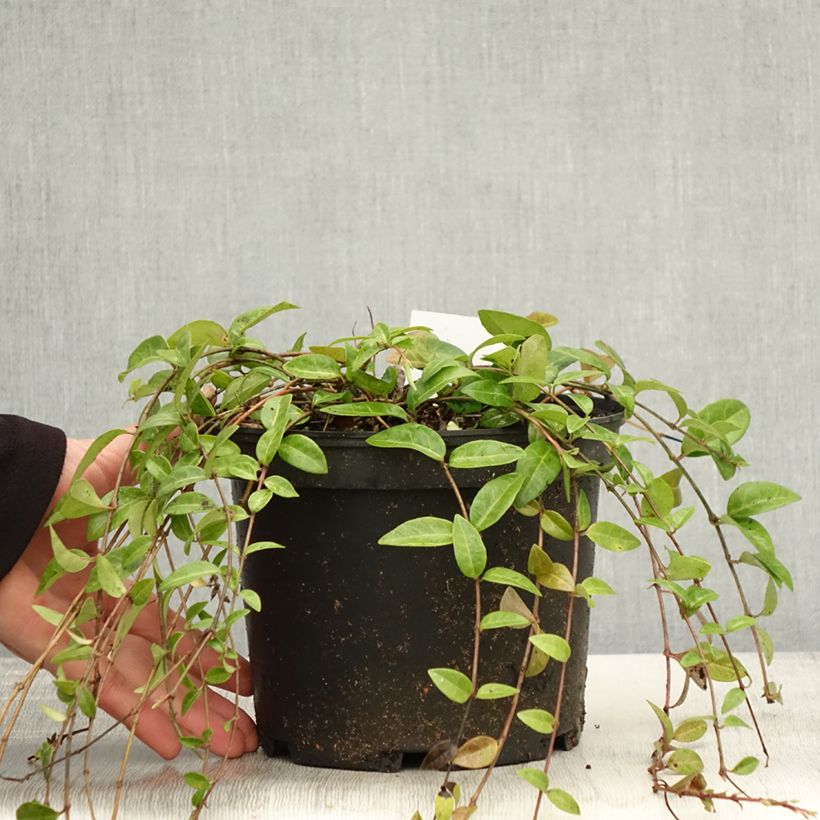 Amostra de Vinca-menor  - Vinca minor Vaso de 2 L/3 L tal como entregue no outono