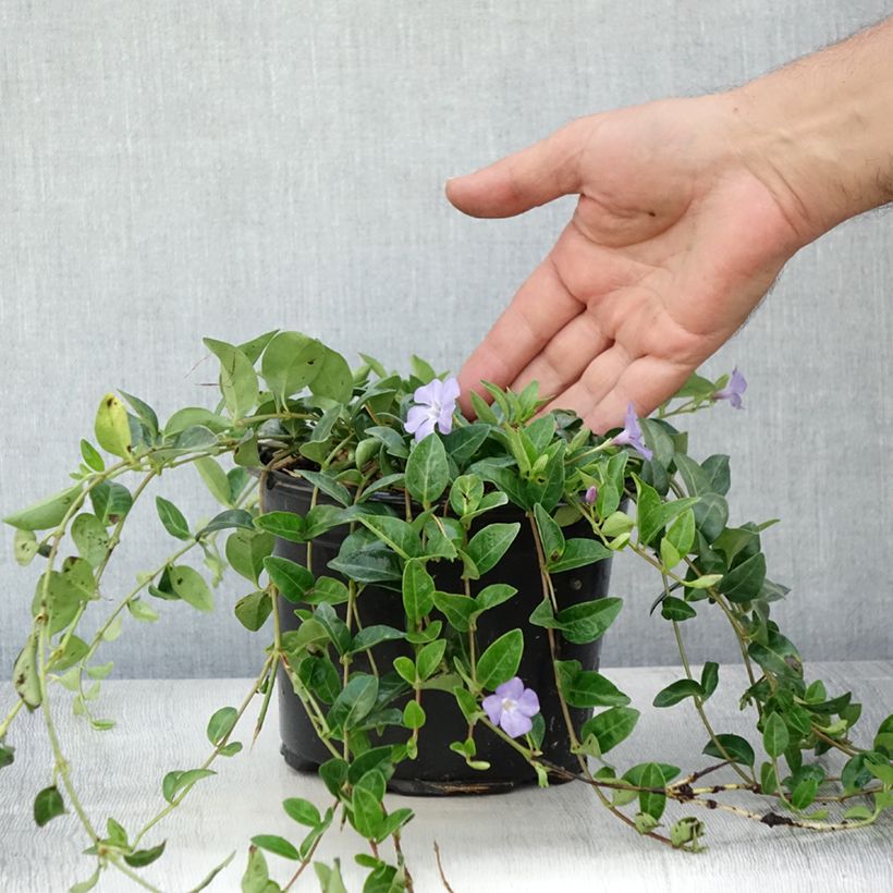 Amostra de Vinca-menor  - Vinca minor Vaso de 2 L/3 L tal como entregue no verão