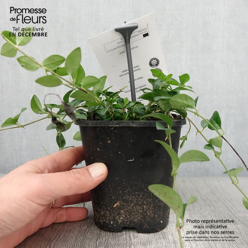 Amostra de Vinca minor Sebastian s Beste - Trio de petites pervenches Pot de 2L/3L tal como entregue no outono