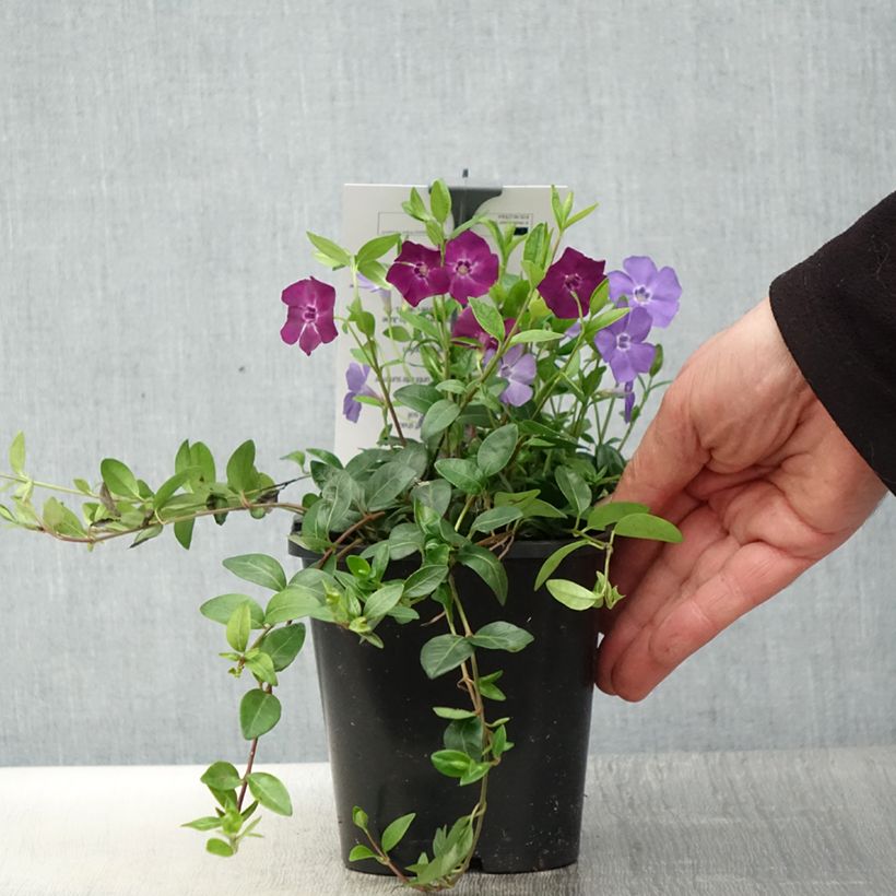 Amostra de Vinca minor Sebastian s Beste - Trio de petites pervenches Vaso de 2 L/3 L tal como entregue na primavera