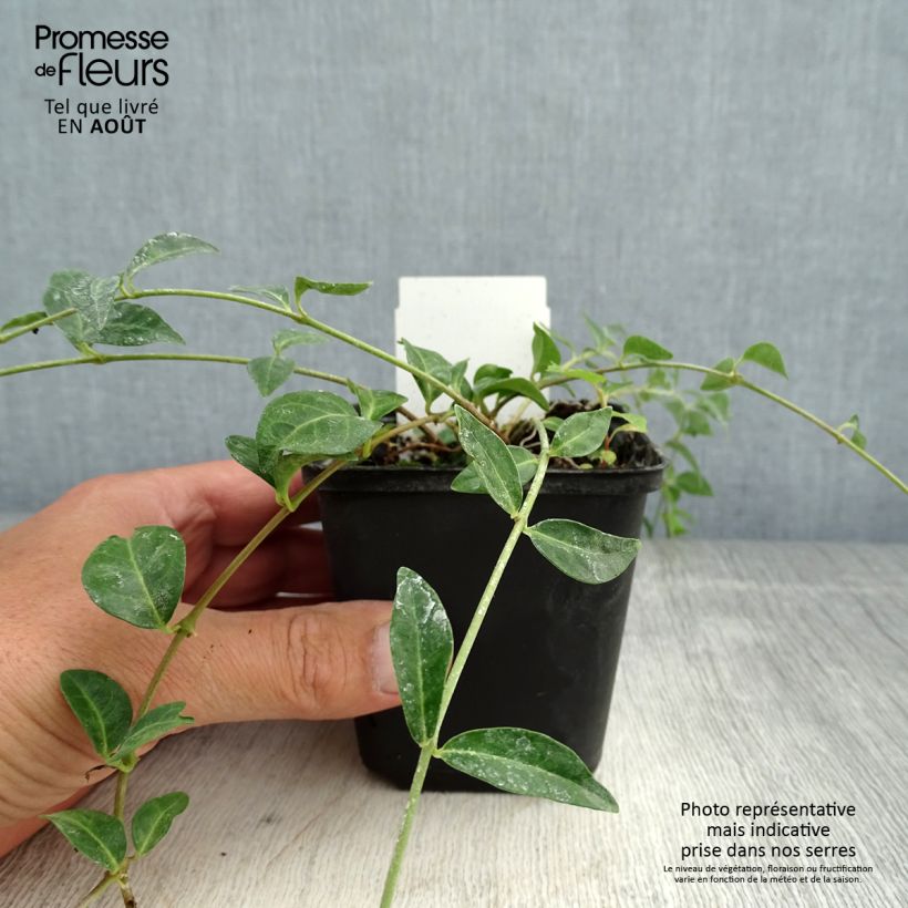 Amostra de Vinca-menor Valentin Vaso de 8/9 cm tal como entregue no verão
