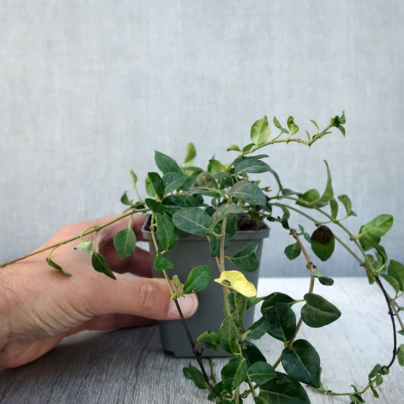 Amostra de Vinca minor Valentin - Petite Pervenche Godet de 8/9 cm tal como entregue no outono