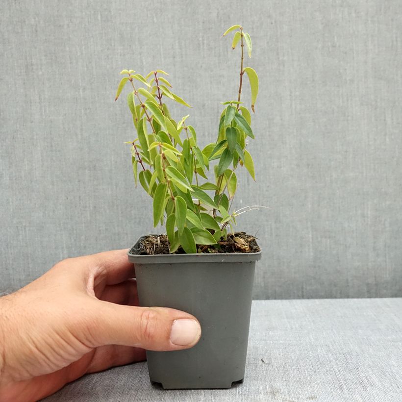 Amostra de Vincetoxicum hirundinaria Vaso de 8/9 cm tal como entregue no verão