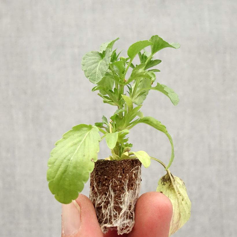 Amostra de Viola Blue Moon Mini-motte Ø 1,5/2,5 cm tal como entregue no outono