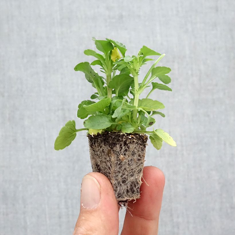 Amostra de Viola cornuta Butterfly Mix Mini-motte Jardimotte : motte 3,8 cm x 3,2 cm en plaque de culture par 16 tal como entregue no outono