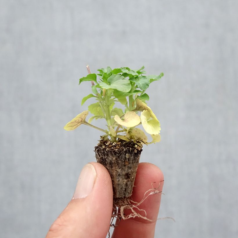 Amostra de Viola cornuta Butterfly Orange and Purple Mini-motte Mini-torrão: torrão de 2,2 cm x 2 cm em tabuleiro de cultivo de 35 unidades tal como entregue no outono