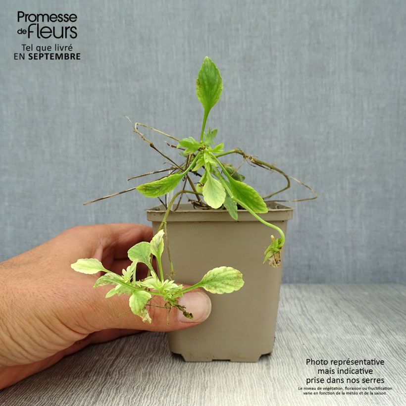 Amostra de Viola cornuta Columbine Vaso de 8/9 cm tal como entregue no outono