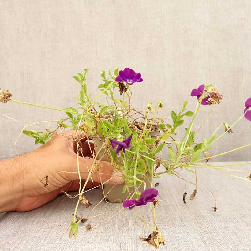 Amostra de Viola cornuta Martin Vaso de 8/9 cm tal como entregue no verão