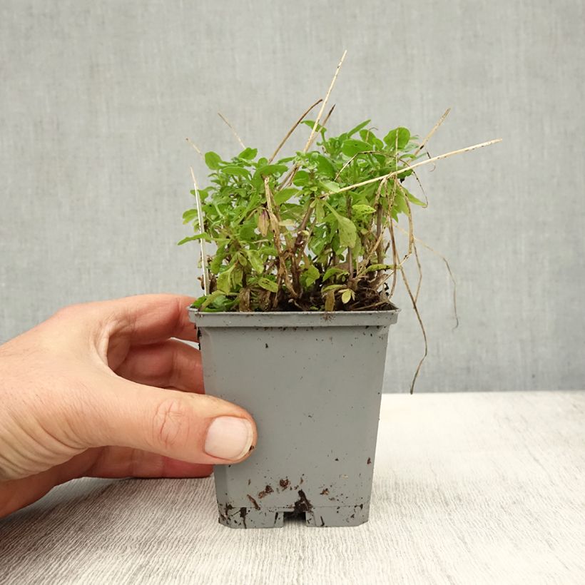 Amostra de Viola cornuta Molly Sanderson Vaso de 8/9 cm tal como entregue no outono