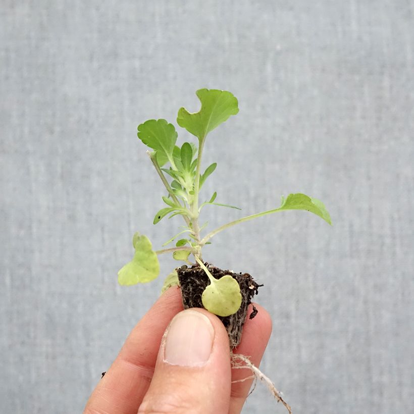 Amostra de Viola cornuta Prim Up Citrus mélange  Minimotte : motte 2,2 cm x 2 cm en plaque de culture par 35 tal como entregue no outono