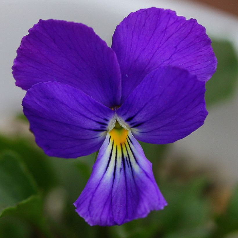 Viola corsica (Floração)
