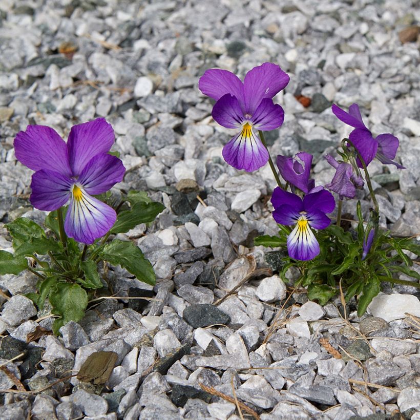 Viola corsica (Hábito)