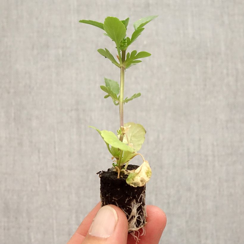 Amostra de Viola Etain Mini-motte - Pensée vivace Mini-motte Ø 3/4 cm tal como entregue no outono