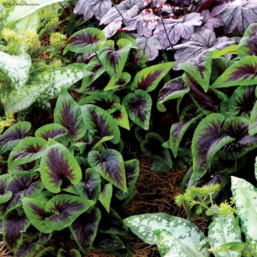 Viola koreana Heartthrob (Hábito)