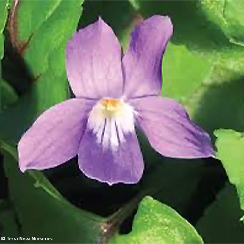 Viola koreana Heartthrob (Floração)