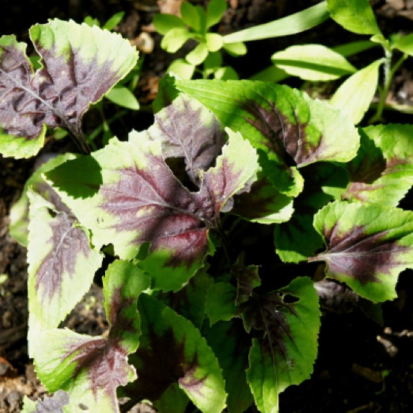 Viola koreana Heartthrob (Folhagem)
