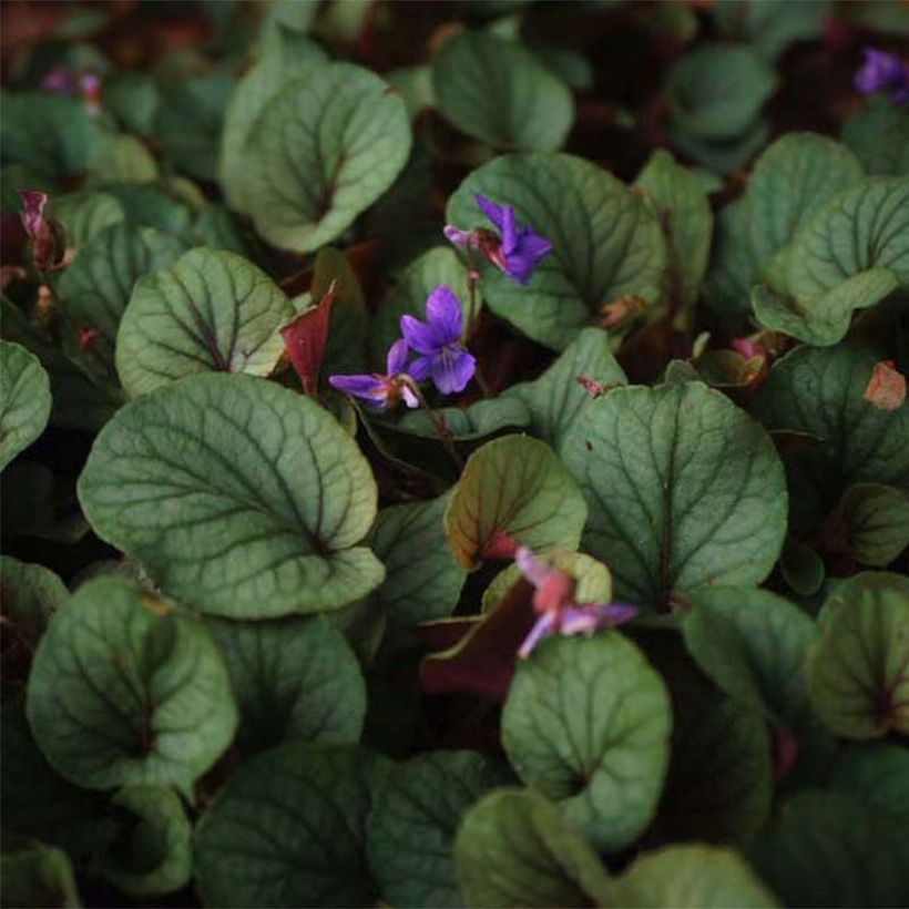 Viola walteri Silver Gem (Folhagem)