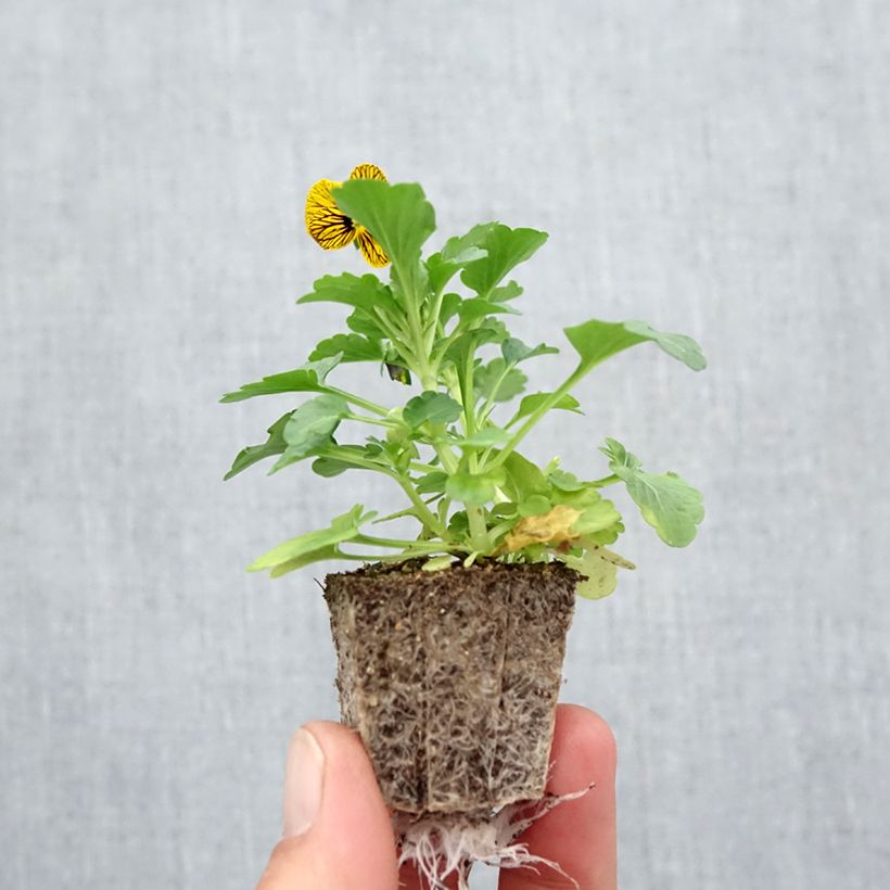 Amostra de Violette cornue Butterfly Tiger Eyes miini-motte - Mottes de 3,8 x 3,2 cm en plaque de culture par 16 - Viola cornuta Jardimotte: torrão de 3,8 cm x 3,2 cm em tabuleiro de cultivo de 16 unidades tal como entregue no outono