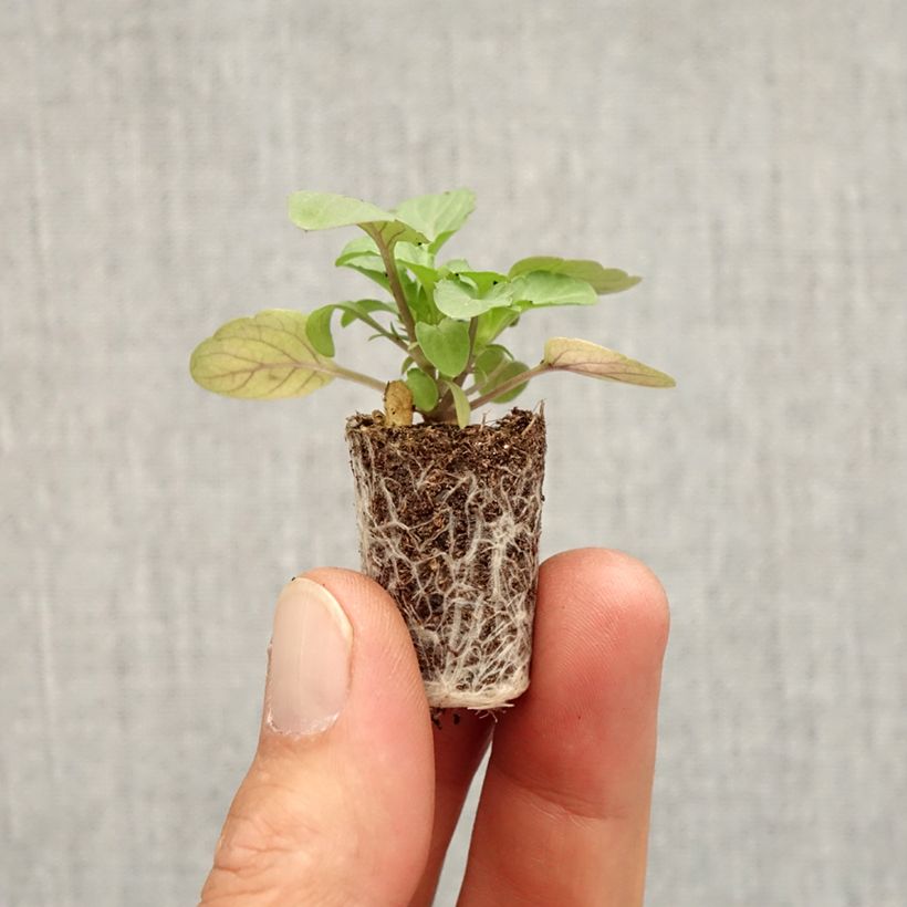 Amostra de Violette cornue Sorbet Xp Pink Halo Mini-motte Mini-motte Ø 1,5/2,5 cm tal como entregue no outono