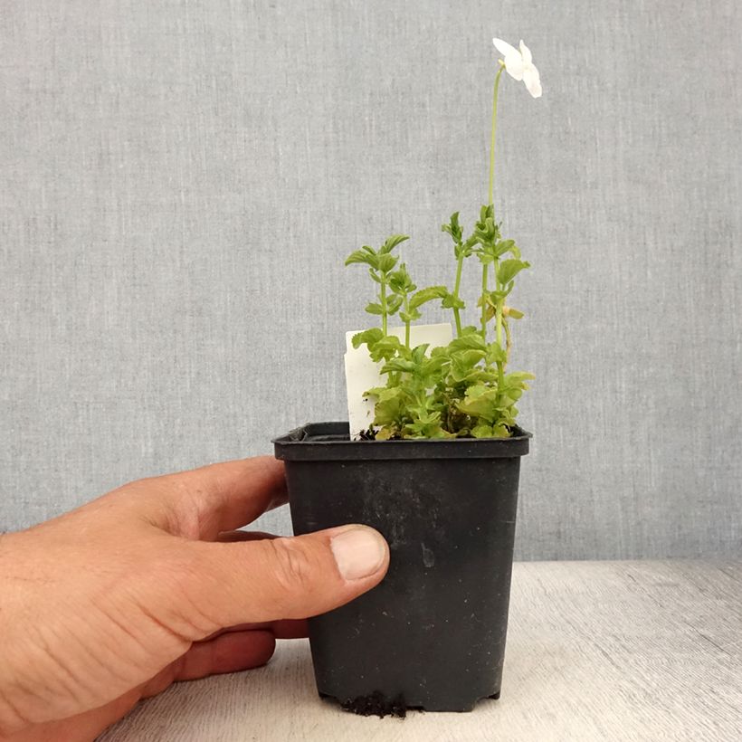 Amostra de Viola cornuta Wisley White Vaso de 8/9 cm tal como entregue no verão
