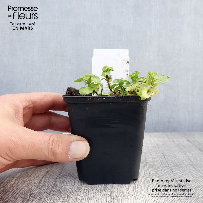 Amostra de Viola cornuta Wisley White Vaso de 8/9 cm tal como entregue na primavera