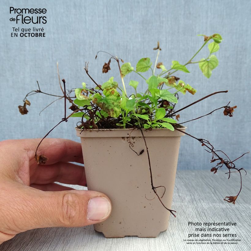Amostra de Viola reichenbachiana - Benefe-da-beira Vaso de 8/9 cm tal como entregue no outono