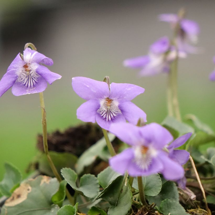 Viola reichenbachiana - Benefe-da-beira (Floração)