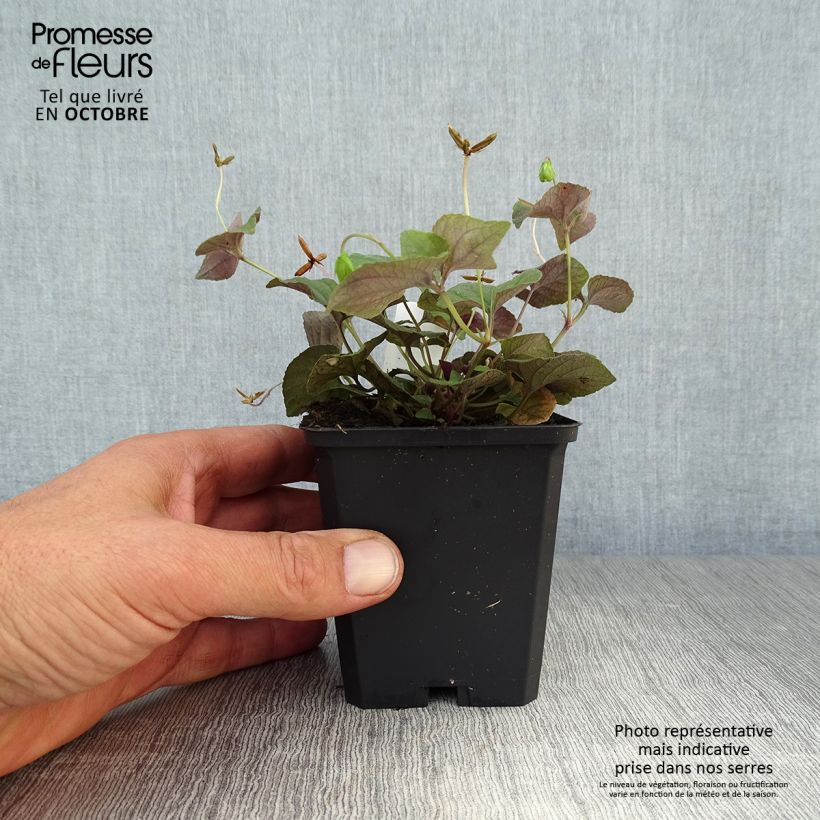 Amostra de Viola riviniana var. purpurea Vaso de 8/9 cm tal como entregue no outono