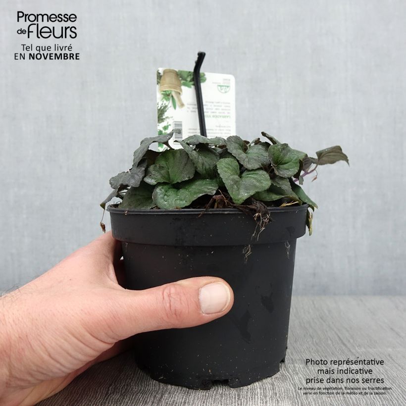 Amostra de Viola riviniana var. purpurea Vaso de 1,5 L/2 L tal como entregue no outono