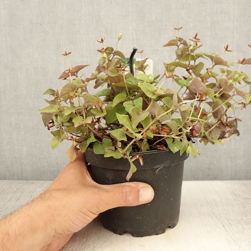 Amostra de Viola riviniana var. purpurea Vaso de 1,5 L/2 L tal como entregue no verão
