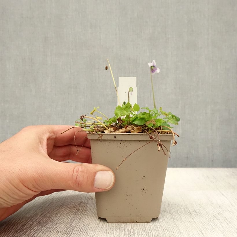 Amostra de Viola hederacea Vaso de 8/9 cm tal como entregue no outono