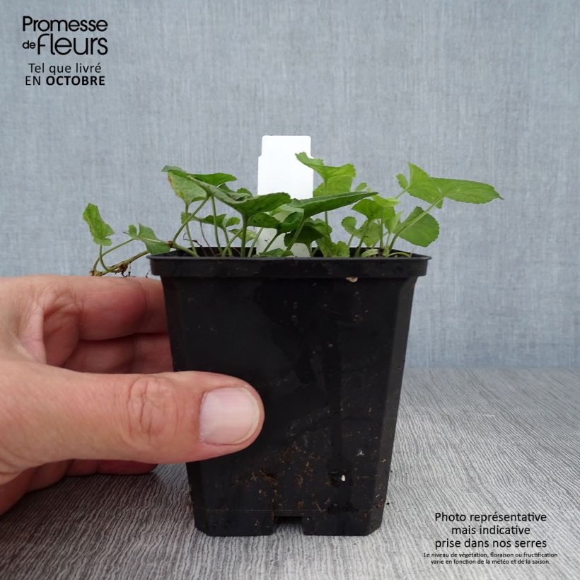 Amostra de Viola odorata Königin Charlotte Vaso de 8/9 cm tal como entregue no outono