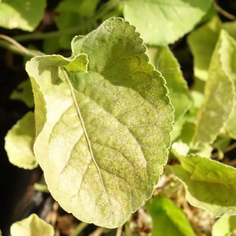 Viola odorata Königin Charlotte (Folhagem)