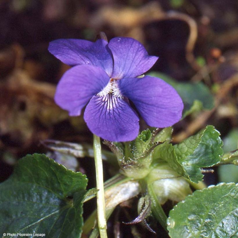 Viola odorata Mrs Pinehurst (Floração)