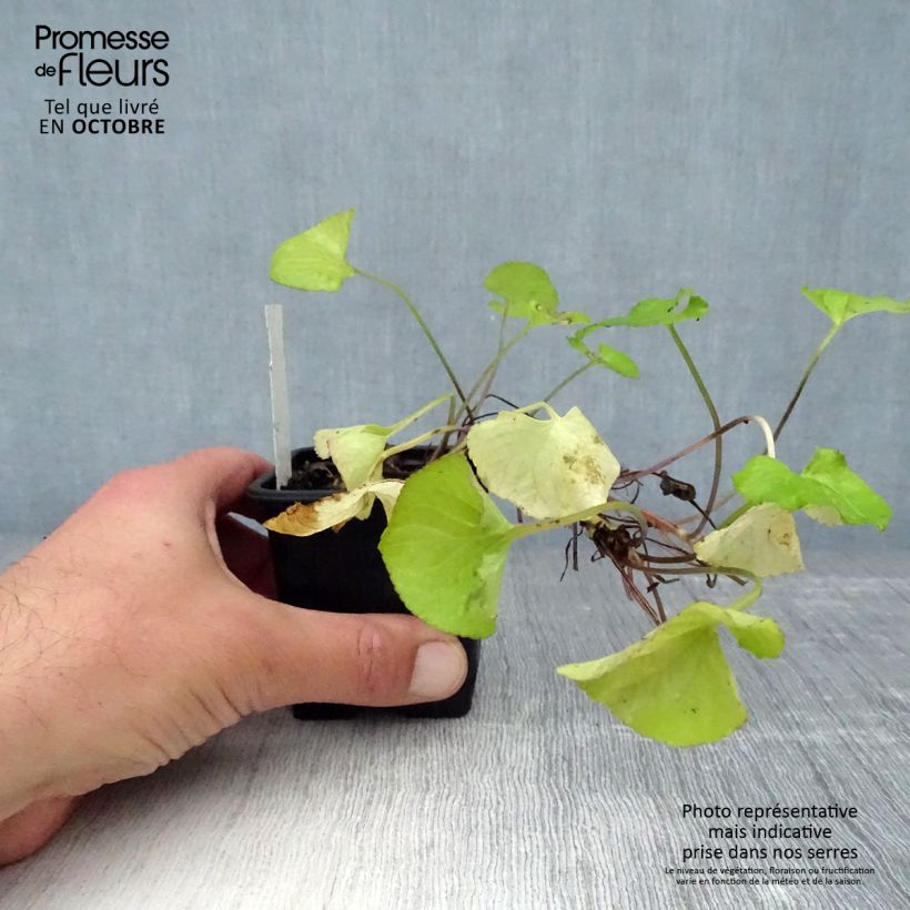 Amostra de Viola odorata Mrs Pinehurst Vaso de 8/9 cm tal como entregue no outono