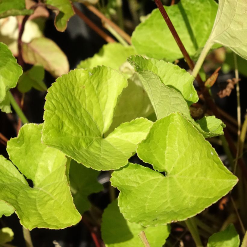 Viola odorata Mrs Pinehurst (Folhagem)