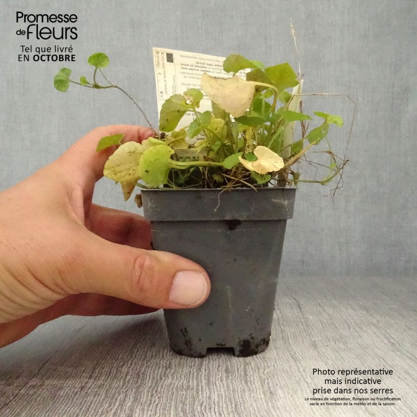 Amostra de Viola suavis Parme de Toulouse Vaso de 7/8 cm tal como entregue no outono