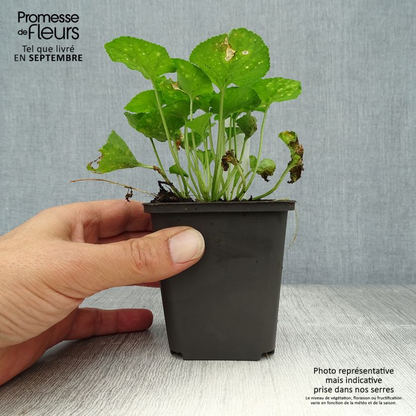 Amostra de Viola odorata Vanilla Vaso de 8/9 cm tal como entregue no outono