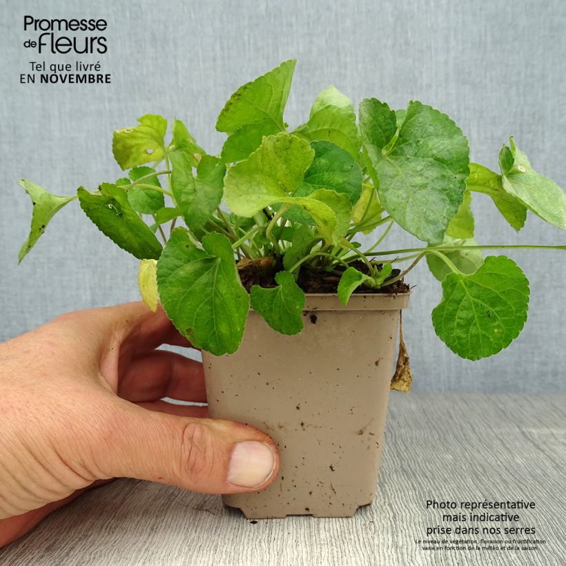 Amostra de Viola odorata Alba Vaso de 8/9 cm tal como entregue no outono