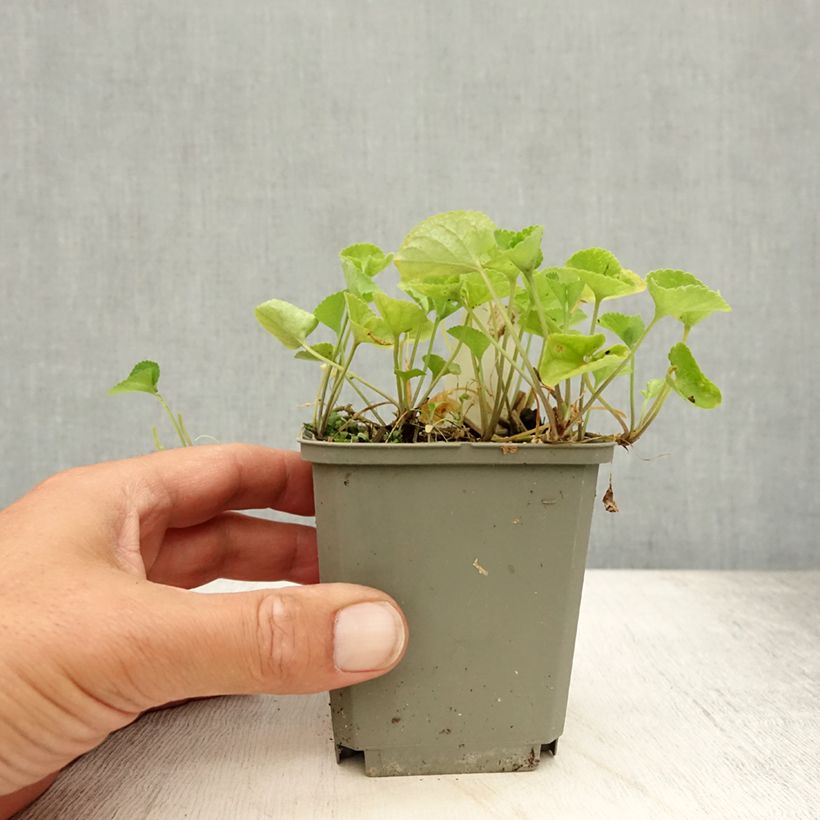 Amostra de Viola odorata Alba Vaso de 8/9 cm tal como entregue no verão