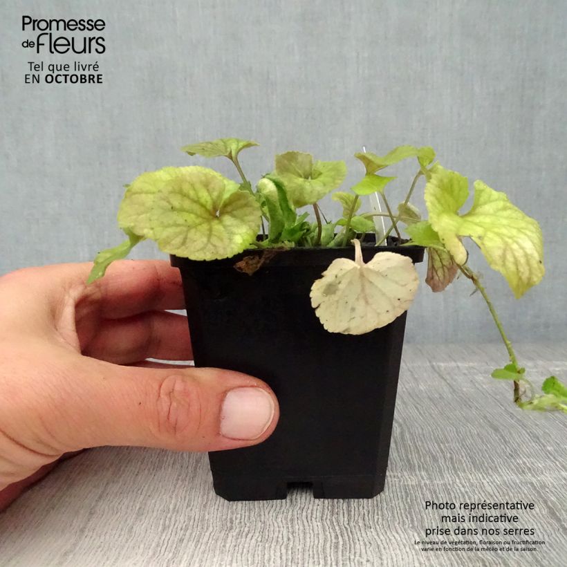 Amostra de Viola odorata Vaso de 8/9 cm tal como entregue no outono