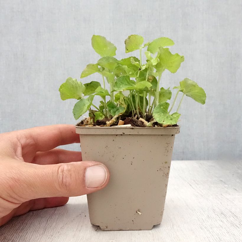 Amostra de Viola odorata Vaso de 8/9 cm tal como entregue no verão