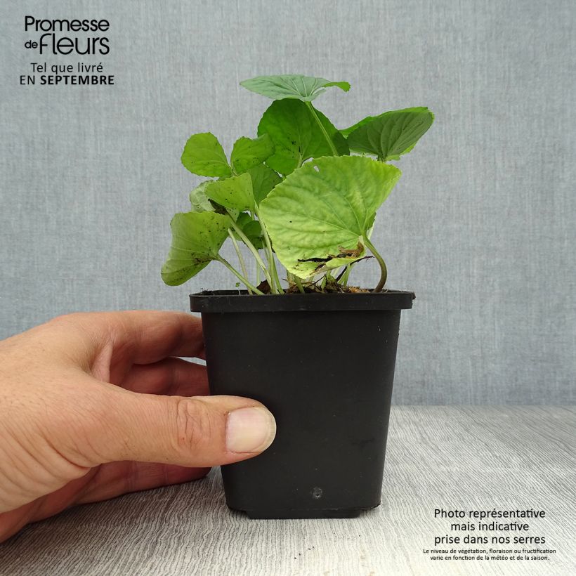 Amostra de Viola sororia Albiflora Vaso de 8/9 cm tal como entregue no outono